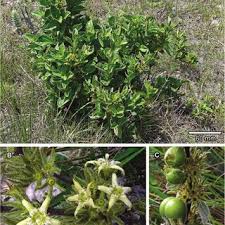 Image result for Rytigynia bridsoniae