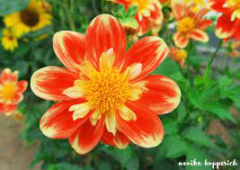 Flor Naranja Naranja Cientificos Nombres