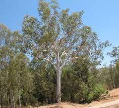 Image result for Eucalyptus tereticornis