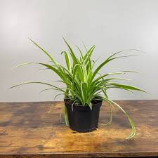 Image result for Chlorophytum silvaticum
