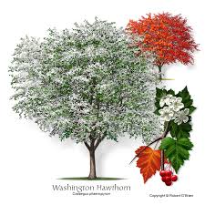 In autumn, the leaves turn orange, scarlet or purple. Ufei Selectree A Tree Selection Guide