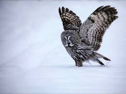 Birds Of Prey Pictures And Names Pin De Jesusita Ac En Owl En 2020