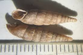 Image result for Alinula paradoxa