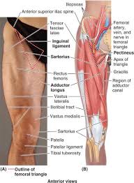 Included in this group are the adductor longus, adductor brevis, adductor magnus, pectineus, and gracilis muscles. Injury Of The Month Hip Groin Pain Physio Remedies Physiotherapy Sports Massage London W1 Mayfair Green Park Berkeley Square