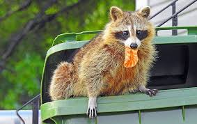 0 ответов 0 ретвитов 0 отметок «нравится». Wildlife Control Wildlife Removal In New Haven Fairfield County Ct