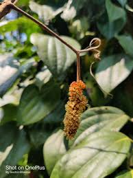 Image result for Ampelocissus obtusata