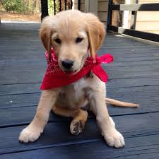 golden retriever puppy moose puppies in bandanas m pictures and stories that warm my heart pinterest