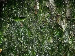 Image result for Polyphlebium