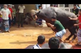 After qurbani camel run away. Qurbani Of A Huge And Dangerous Buffalo Video Dailymotion