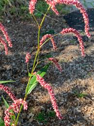 Image result for Persicaria lapathifolia