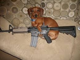 And there must be some demand for such an unlikely combination of cuteness and lethality. 29 Dogs With Guns Ideas In 2021 Dogs Animals Guns