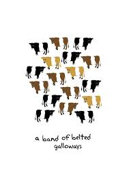 Pin On Hard To Find Belted Galloway Stuff