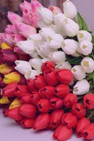 Pin On Flowers