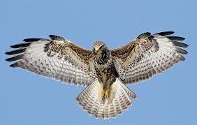 Maybe you would like to learn more about one of these? Britain S Birds Of Prey The Country Life Guide To Raptors