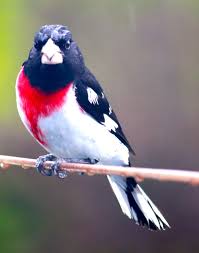 Birds With Red Heads Exclusive Photography Easy Branches Pet Birds Colorful Birds Pretty Birds