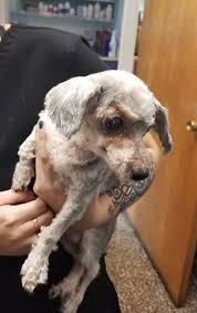When your pet is sick, don't feel there's nothing you can do in the middle of the night. Three Charged With Animal Cruelty Following Jamestown Fire
