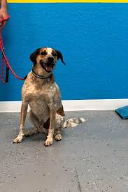 Thank you for considering adopting from a shelter! 5 Delightful Doggies To Adopt Now In Orlando