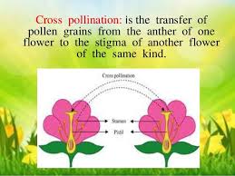 Self Pollination Vs Cross Pollination Define Socratic In 2020 Pollination Teaching Fun Self