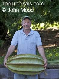 Image result for Telfairia occidentalis