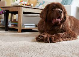 Stainmaster pet protect resists pet stains, reduces pet odors, and releases pet hair from the carpet! The Best Pet Friendly Carpet Choice Fox Hollow Cottage