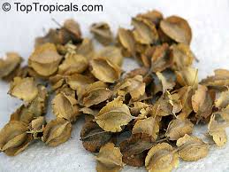 Image result for Combretum erythrophyllum