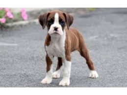 Breeder of show and pet boxer puppies contact me at rambosboxers@gmail.com limited boarding and daycare Boxer Puppies For Sale In Michigan Petfinder