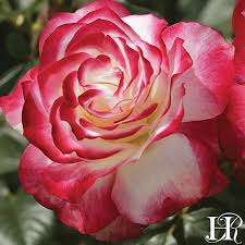 Macam macam bunga langka di indonesia dan dunia. 10 Jenis Bunga Mawar Yang Ada Di Dunia Keindahan Dari Lambang Kasih Sayang Merdeka Com Line Today