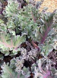 Image result for Crambe kilimandscharica