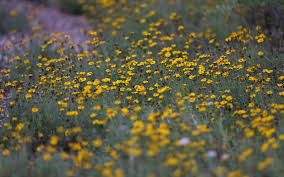 Image result for Dyssodia