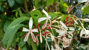 Image result for Clerodendrum