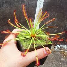 Image result for Drosera pilosa