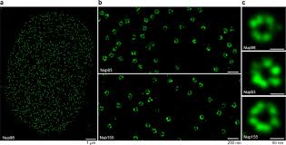 It should be used in complex multicolor panels to fit between fluorophores alexa fluor 647 and alexa fluor 700. Nanobodies Site Specific Labeling For Super Resolution Imaging Rapid Epitope Mapping And Native Protein Complex Isolation Elife