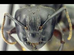 The first appearance of winged males in a home often causes homeowners great concern, as it signifies that ants are living inside the house. How To Get Rid Of Carpenter Ants Youtube