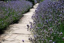 Growing Lavender As A Hedge Or Edging Plant How To Plant Your Garden