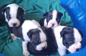 Nothing found for that search. Boston Terrier Puppies For Sale Hico Tx 305078