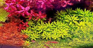 Image result for Nesaea crassicaulis
