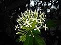 Image result for Ixora phellopus