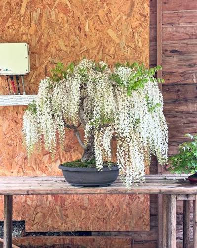 Glicine (Wisteria) Bonsai: The Complete Guide