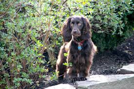 It's also free to list your available puppies and litters on our site. Boykin Spaniel Wikipedia