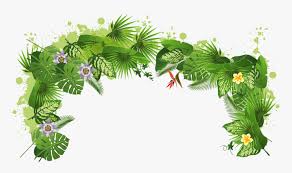 Hd 1:00 galaxy stars nebulas. Rainforest Clipart Rain Forest Tropical Rainforest Transparent Background Hd Png Download Kindpng