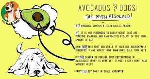 The truth is avocado does have something called persin in it which is a toxin, but it's not believed to be poisonous to cats. Can Dogs Eat Avocado Or Is It Really A Dog Killer Vet Approved