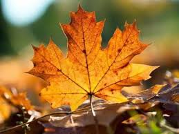 obrázky listopad – Seznam.cz