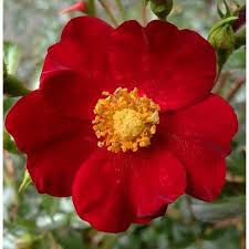 Bloom is from mid to late summer, into early fall. Rosa Flower Carpet Red Velvet Beechmount Garden Centre