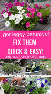 Reviving Leggy Potted Petunias Flower Patch Farmhouse