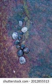 Image result for Patella aspera