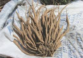 Image result for Asparagus racemosus