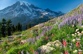 Flower Power America S Best Spots To View Wildflowers Sierra Club When will the wildflowers bloom? flower power america s best spots to
