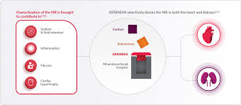 Image result for Finerenone