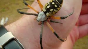 Texas is a huge climate transition zone ranging from deserts in the west to swamplands in the east. Female Black And Yellow Argiope Orb Weaver Spider Argiope Aurantia Youtube
