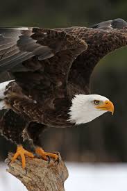 Eagle Feather Essence Two Spirit Medicinals Eagle Pictures Bald Eagle Spiritual Animal